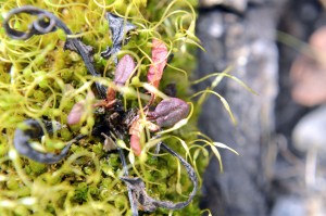 Green Red Purple Moss